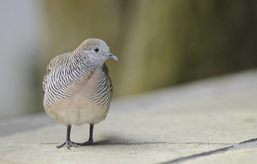 Zebra Dove (Geopelia striata), Mauritius
