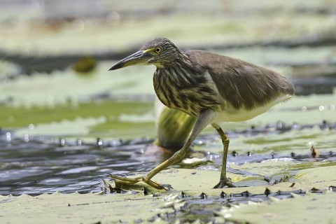 Indian Pond Heron (Ardeola grayii), Kerala, India