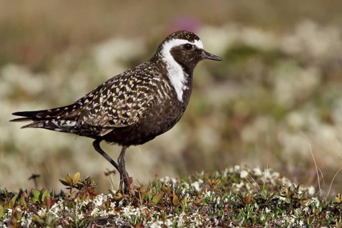 American Golden Plover (Pluvialis dominica) male, Manitoba, Canada