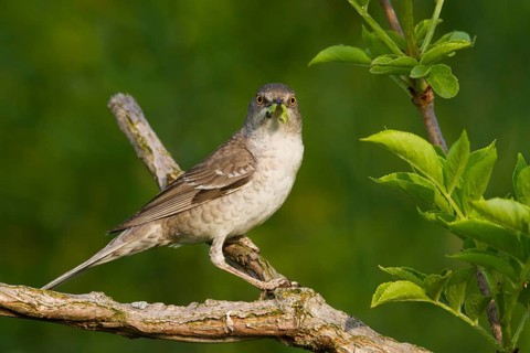 Barred Warbler (Sylvia nisoria), Hungary