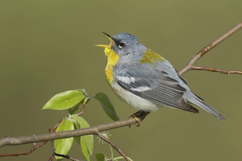 Northern Parula (Setophaga americana) singing, USA
