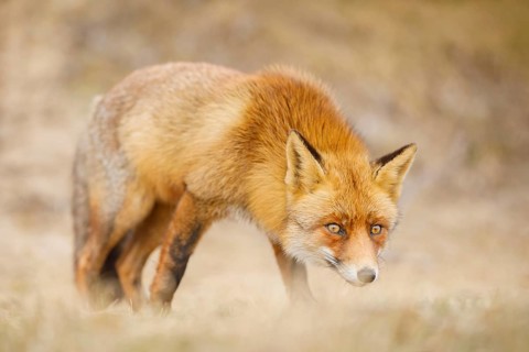 Rotfuchs, Vulpes vulpes Red Fox, Vulpes vulpes