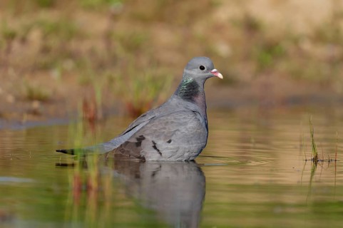 Stock Dove (Columba oenas) bathing, Brandenburg, Germany