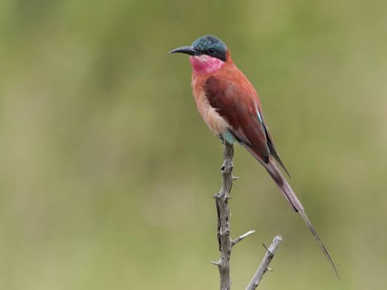 Southern Carmine Bee-eater (Merops nubicoides), South Africa
