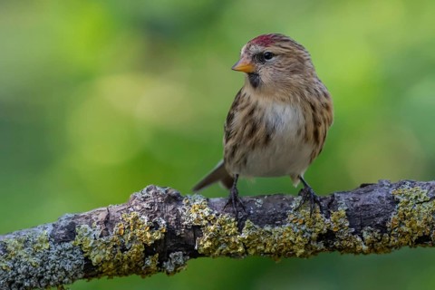 Common Redpoll (Acanthis flammea), Lower Saxony, Germany