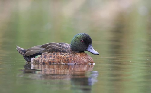 Chestnut Teal (Anas castanea) male, Victoria, Australia