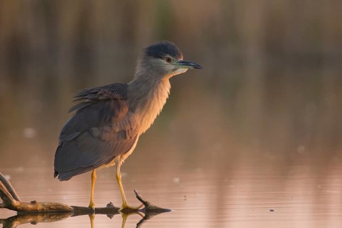 Black-crowned Night Heron (Nycticorax nycticorax) juvenile, Subotica, Serbia