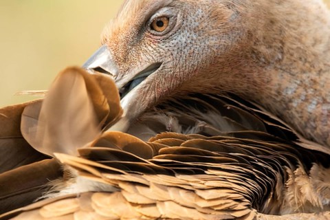 Griffon Vulture (Gyps fulvus) preening, Extremadura, Spain