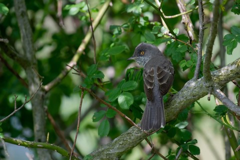 Barred Warbler (Sylvia nisoria) male perched on a branch, Brandenburg, Germany