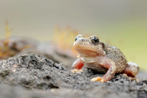 Midwife Toad (Alytes obstetricans) adult sitting on stone, North Rhine-Westphalia, Germany