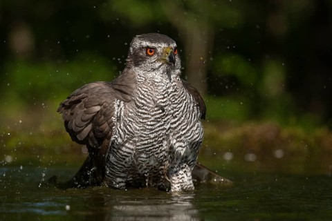 Northern Goshawk (Accipiter gentilis) bathing at a waterhole, Subotica, Serbia