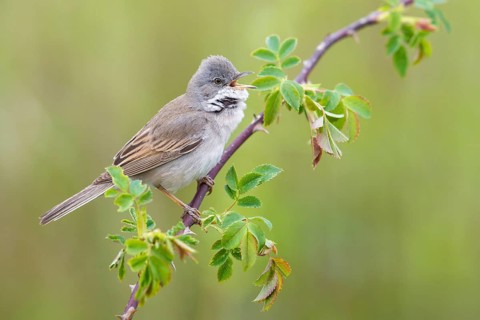 Common Whitethroat (Sylvia communis) male singing, perched on a twig, Poland