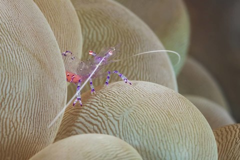 Anemonen-Partnergarnele, Ancylomenes tosaensis, Blasenkoralle, Plerogyra sinuosa Tosa Anemone