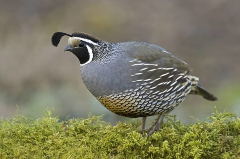 California Quail (Callipepla californica) male, Canada