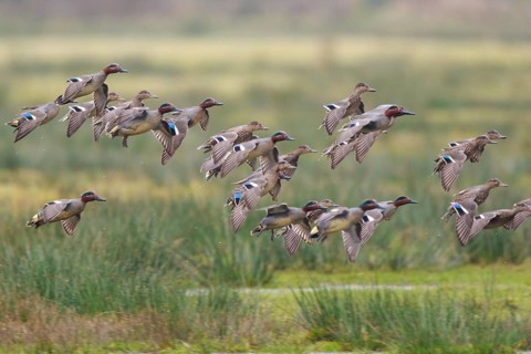 Eurasian Teal (Anas crecca) group landing, North Rhine-Westphalia, Germany