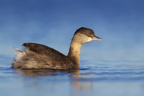 Hoary-headed Grebe (Poliocephalus poliocephalus), Victoria, Australia