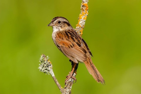 Swamp Sparrow Melospiza georgiana Tamarack, Aitken County, Minnesota, United States 18 June Adult