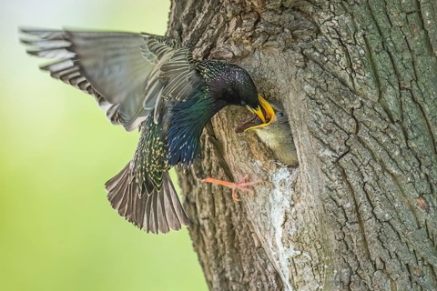 Common Starling (Sturnus vulgaris) feeding young in nest hole, Rhineland-Palatinate, Germany