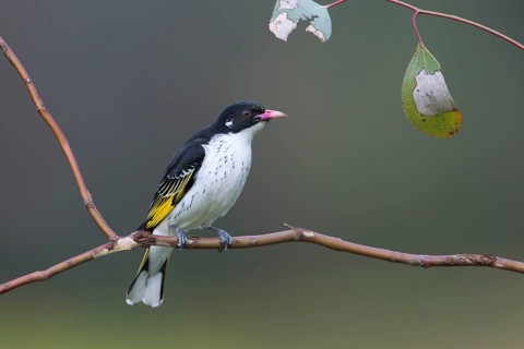 Painted Honeyeater (Grantiella picta), New South Wales, Australia