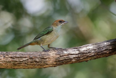 Black-backed Tanager (Tangara peruviana) female, Sao Paulo, Brasilien