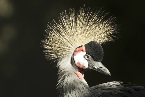 Grey Crowned Crane (Balearica regulorum), Germany