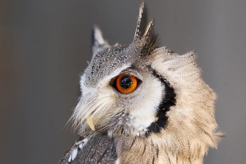 Southern White-faced Owl (Ptilopsis granti) captive, Germany