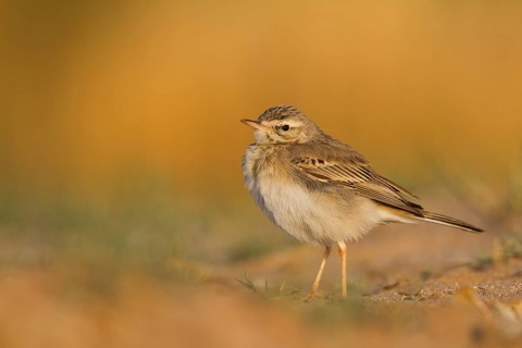 Tawny Pipit - Brachpieper - Anthus campestris, Oman