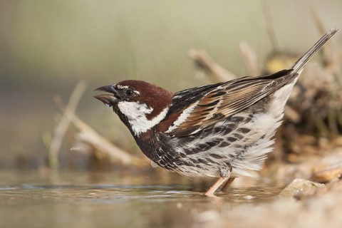 Spanish Sparrow - Weidensperling - Passer hispaniolensis ssp. hispaniolensis, adult male, Croatia