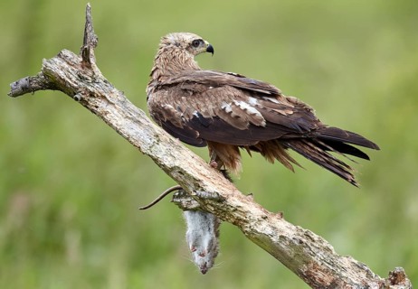 Black Kite (Milvus migrans) juvenile, Mecklenburg-Western Pomerania, Germany