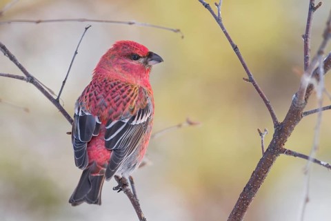 Pine Grosbeak - Hakengimpel - Pinicola enucleator, Finland, adult male