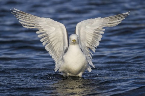 European Herring Gull (Larus argentatus), Nord-Trondelag, Norway