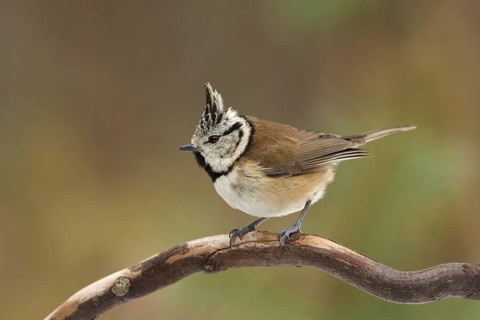 European Crested Tit (Lophophanes cristatus), Utrecht, Netherlands