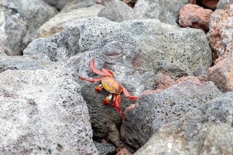Red rock crab (Grapsus grapsus), Santa Cruz, Galapagos, Ecuador