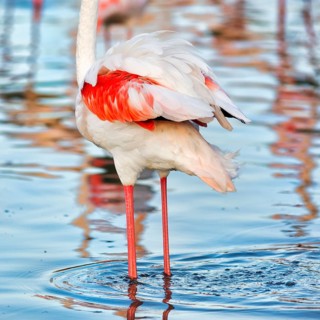 Pink flamingo (Phoenicopterus roseus), standing in a pond, plumage, Pont de Gau Bird Park,