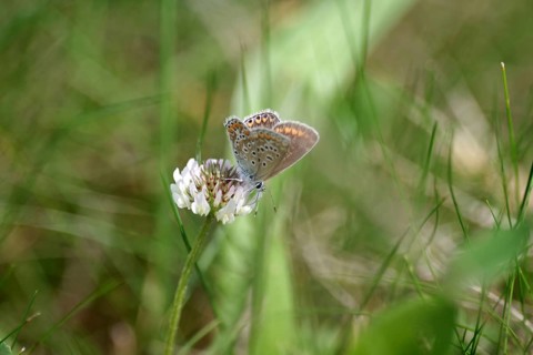 Blue butterfly (Polyommatus icarus), female, clover, meadow, The blue butterfly is sitting on a