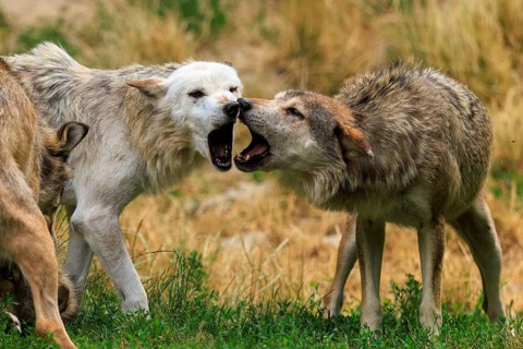 Two wolves in aggressive behaviour in a meadow, Timberwolf, wolf, American wolf, (Canis lupus