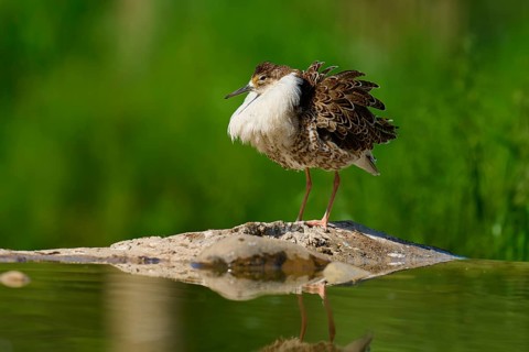 A bird with fluffed up plumage stands at the edge of a body of water with a green background, ruff