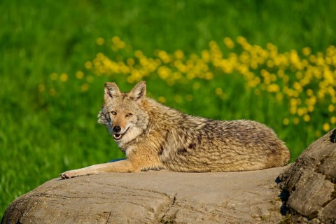 A smiling coyote sits on a rock surrounded by green vegetation and yellow flowers, Coyote (Canis
