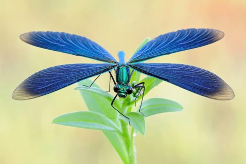 Helicopter... Blue-winged damselfly (Calopteryx virgo), male, beautiful, metallic blue green