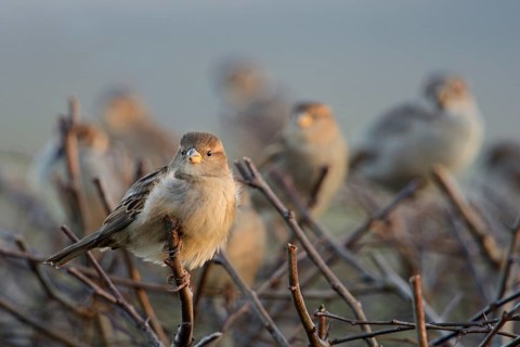 Gathered... House sparrows (Passer domesticus), flock of sparrows, house sparrows in winter on a