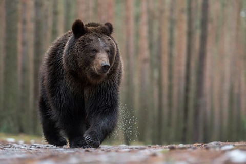 European brown bear (Ursus (genus) arctos) runs with a critical look directly towards the
