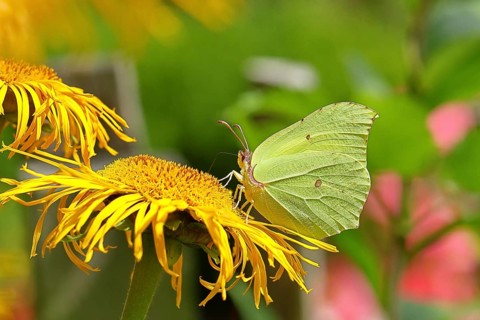 Lemon butterfly (Gonepteryx rhamny) on a yellow flower of a Great Telekie (Telekia speciosa),