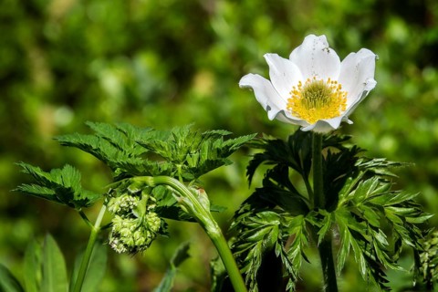 Alpine pasque flower (Pulsatilla alpina), also known as Alpine anemone, Oberstdorf, Oberallgäu,