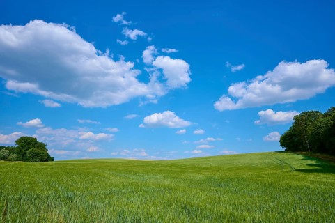 Wide barley field, blue sky with clouds, calm summer atmosphere, summer, Thüngen, district Main