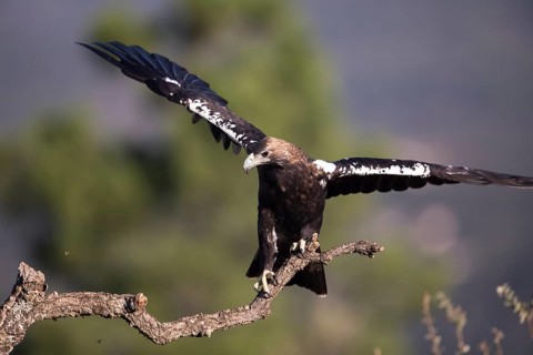 Iberian Eagle (Aquila adalberti), Spanish imperial eagle, Extremadura, Castilla La Mancha, Spain