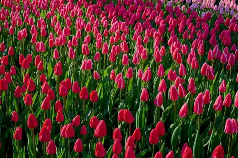 Flowerbed full of bright pink tulips under bright daylight, Keukenhof, Lisse, province of South