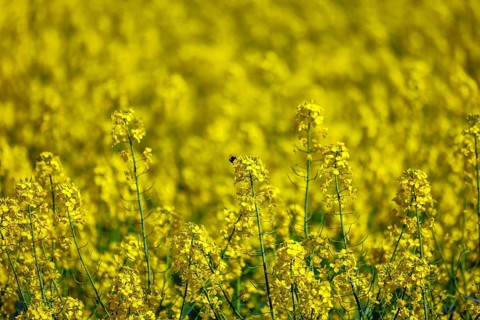 Bönen, North Rhine-Westphalia, Germany - Yellow rape field in bloom