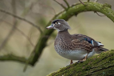 In the tree... Brown duck (Aix sponsa), female, very pretty duck species, not actually native to