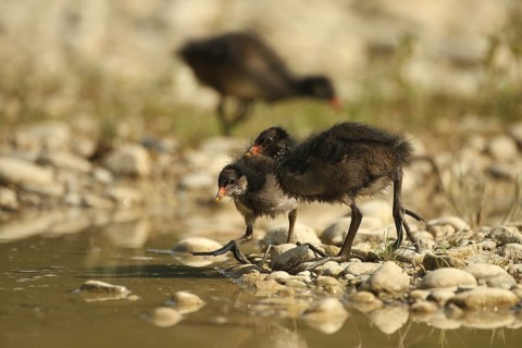 Green-footed moorhen (Gallinula chloropus) young birds foraging by the water in a gravel pit,