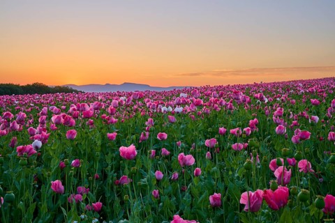 Opium poppy (Papaver somniferum), pink poppies under a calm morning sky, summer, Germerode, Geo